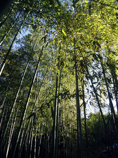 Bambukų giraitės